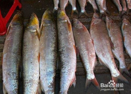 短身龍魚繁殖技巧（如何判斷短身龍魚是否準備好進行繁殖？） 水族問答