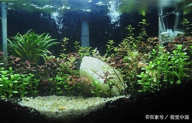 靖邊縣經(jīng)典水族銷售門市（榆林靖邊縣經(jīng)典水族銷售門市）