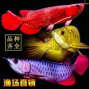 紅龍魚幼苗怎么挑選品種圖解（如何挑選紅龍魚幼苗品種） 龍魚百科 第2張