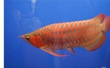 紅龍魚(yú)照片真實(shí)照片高清（關(guān)于紅龍魚(yú)的一些高清照片資源）