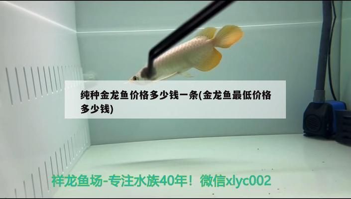 純種金龍魚價格多少錢一條（純種金龍魚價格因品種、大小、鱗片特征等因素而有很大差異）