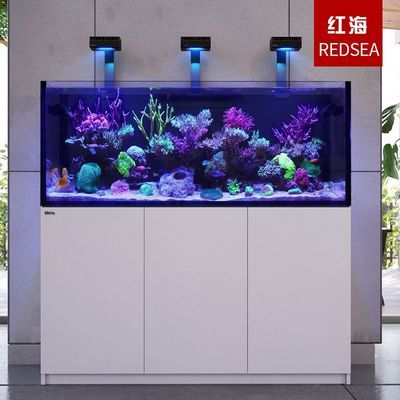 帝王紅龍魚最佳飼養(yǎng)溫度 水族問答