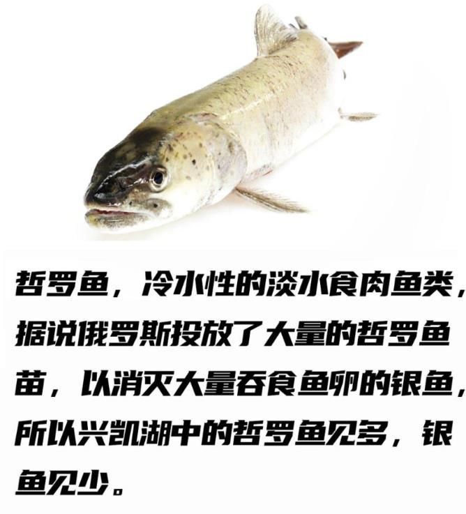 伊犁哈薩克自治州魚池建設(shè)