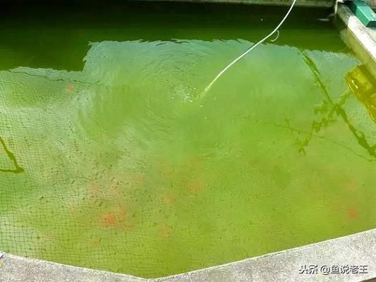 龍魚體內菌蟲去除劑 廣州水族器材濾材批發(fā)市場