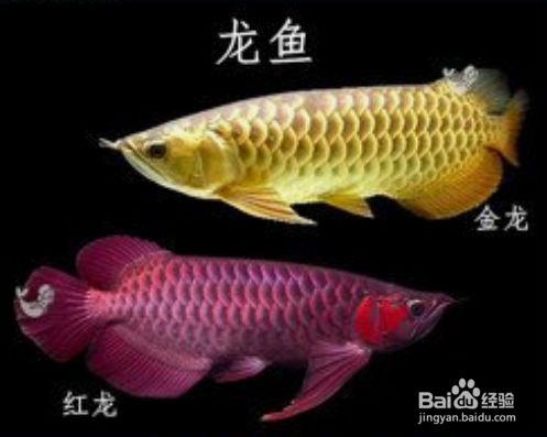 帝王辣椒紅龍魚圖片 龍魚批發(fā)