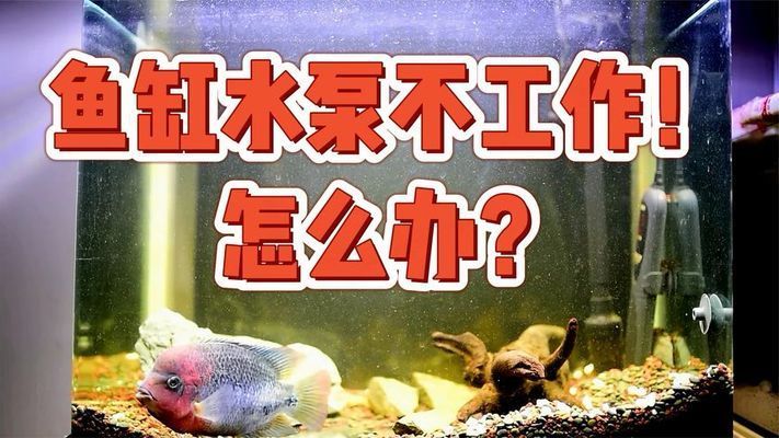 紅龍魚(yú)不吃食會(huì)餓死嗎 龍魚(yú)批發(fā)