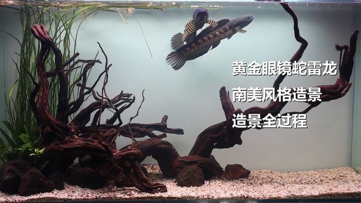 印尼帝王辣椒紅龍魚多錢:紅龍是國家一級保護動物嗎