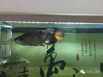 印尼虎魚苗:印尼虎魚苗大概要長到多大才會捕食魚仔