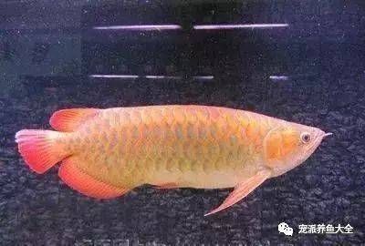 金錢魚的飼養(yǎng)方法:小龍蝦的養(yǎng)殖技術有哪些