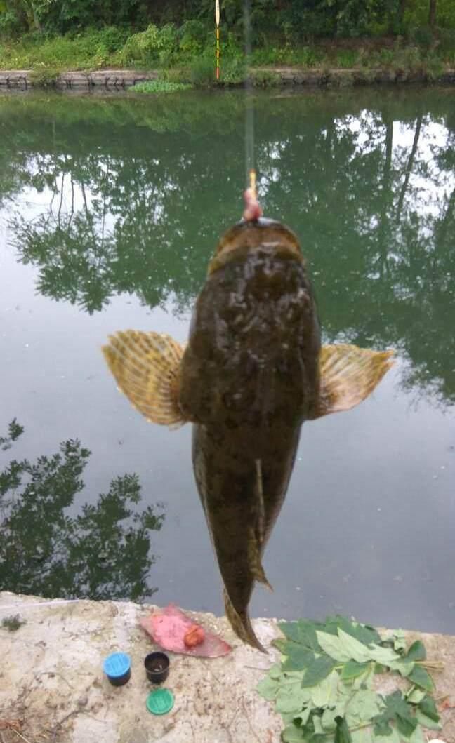 養(yǎng)魚幾條最好【南方養(yǎng)魚養(yǎng)幾條最好】