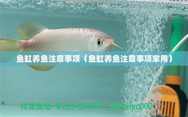 金龍魚圖片和價(jià)格【價(jià)值千萬的高冰帝王綠翡翠】