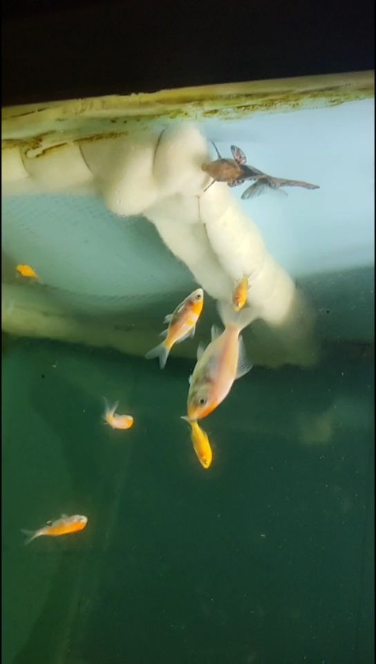 鄂州水族館一帆風(fēng)順和錦鯉混養(yǎng)相安無事