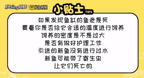 賽級孔雀魚標(biāo)準(zhǔn)【孔雀魚怎樣才算生完了】 龍魚批發(fā)