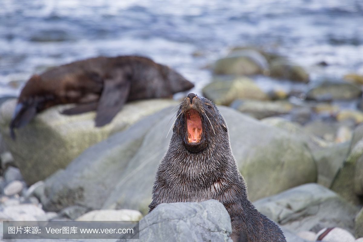 汕頭水族館龍魚絕食眼睛外突蒙眼怎么辦?。?？？？