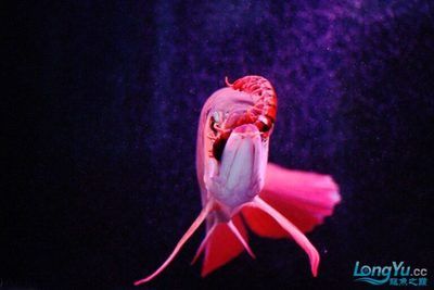 紅龍魚有毒嗎會死嗎（紅龍魚是否有毒，紅龍魚飼料選擇指南） 龍魚百科 第4張