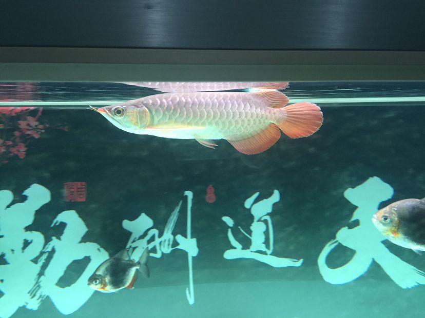 隨州觀賞魚市場(chǎng)大家?guī)涂纯疵霞獱柕郊覀z月看看長(zhǎng)勢(shì)狀態(tài) 廣州孟吉爾 第4張