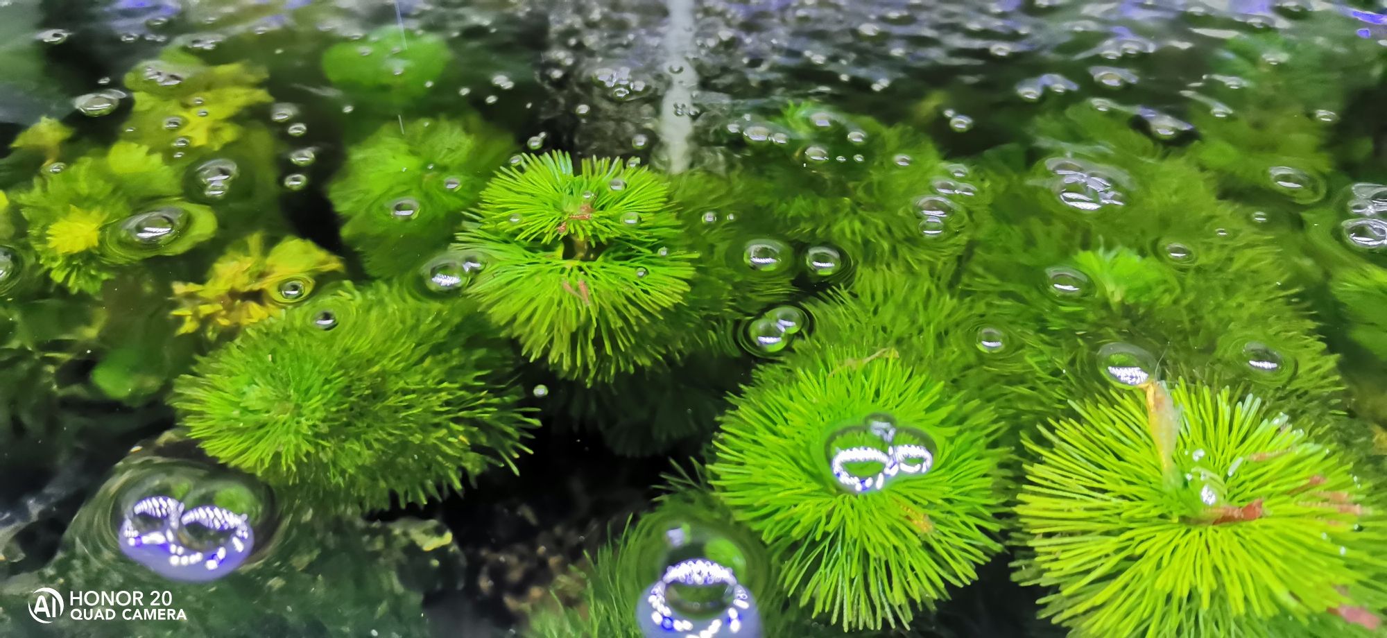 死了好多蝦 大白鯊魚(yú) 第6張