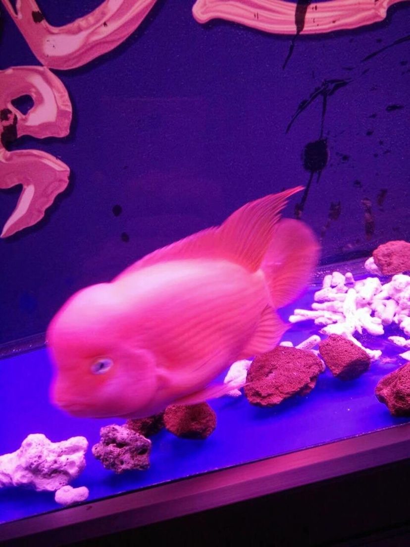 齊齊哈爾水族館這些年養(yǎng)過的紅馬