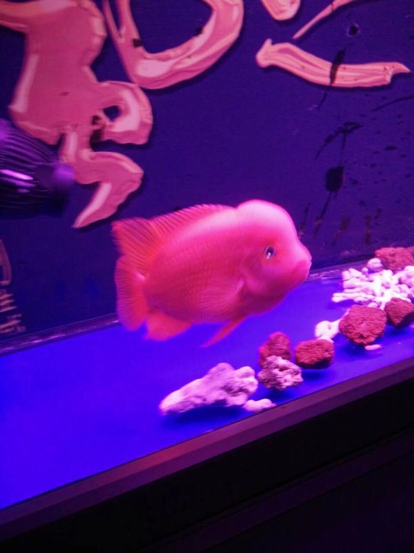 齊齊哈爾水族館這些年養(yǎng)過的紅馬 觀賞魚飼料 第4張