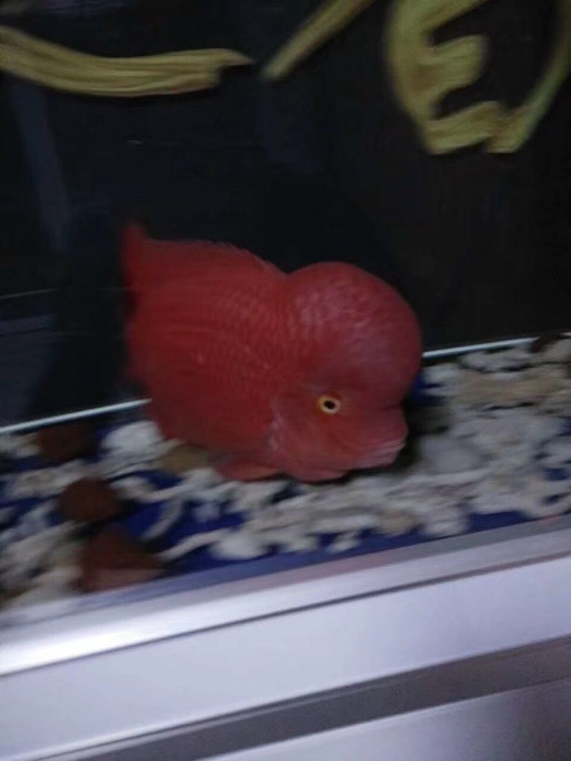 齊齊哈爾水族館這些年養(yǎng)過的紅馬 觀賞魚飼料 第6張