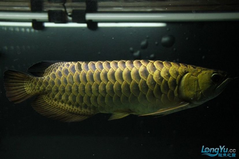 江門水族館藍底過背需要開燈嗎？幾根？顏色？多謝魚友