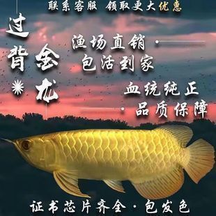 金龍魚(yú) 品相 價(jià)格查詢表（金龍魚(yú)市場(chǎng)價(jià)格走勢(shì)） 龍魚(yú)百科 第2張