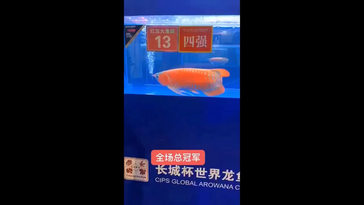 桂林水族館上海展紅龍組冠軍