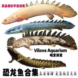 紅眼恐龍魚(yú)簡(jiǎn)介（關(guān)于紅眼恐龍魚(yú)的一些基本信息） 龍魚(yú)百科 第2張