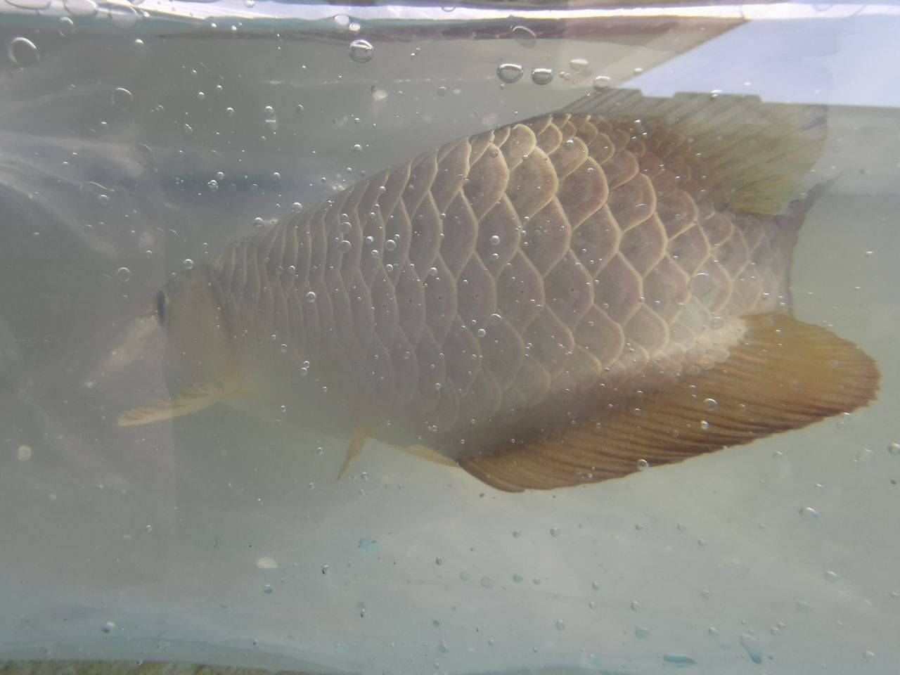 來賓水族館接新魚 名貴錦鯉魚 第5張