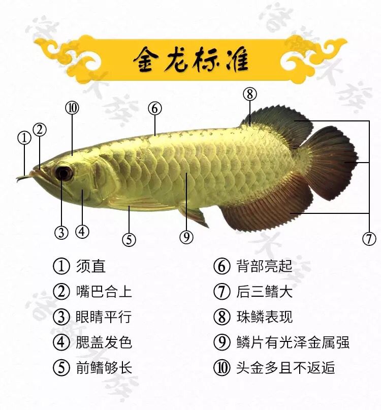 最近想入手一條金龍 圣菲埃及魚