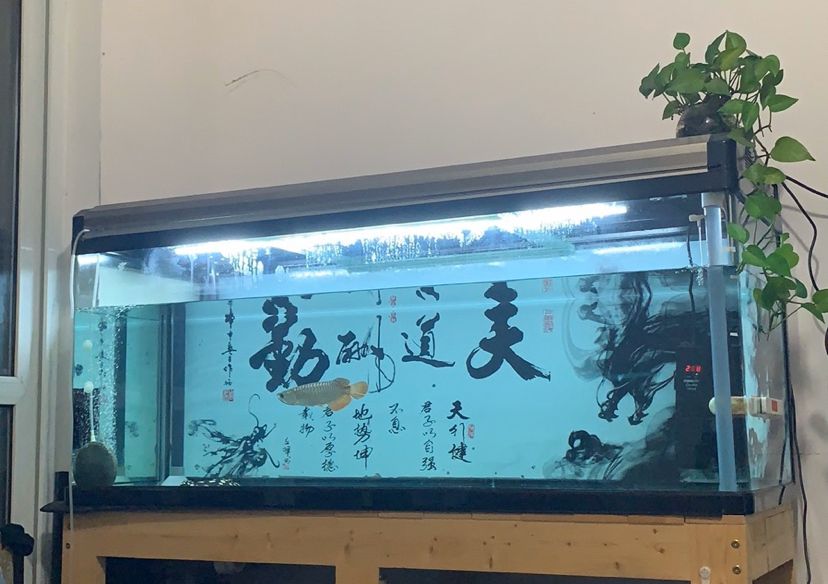 小龍cranky 圣菲埃及魚(yú) 第4張