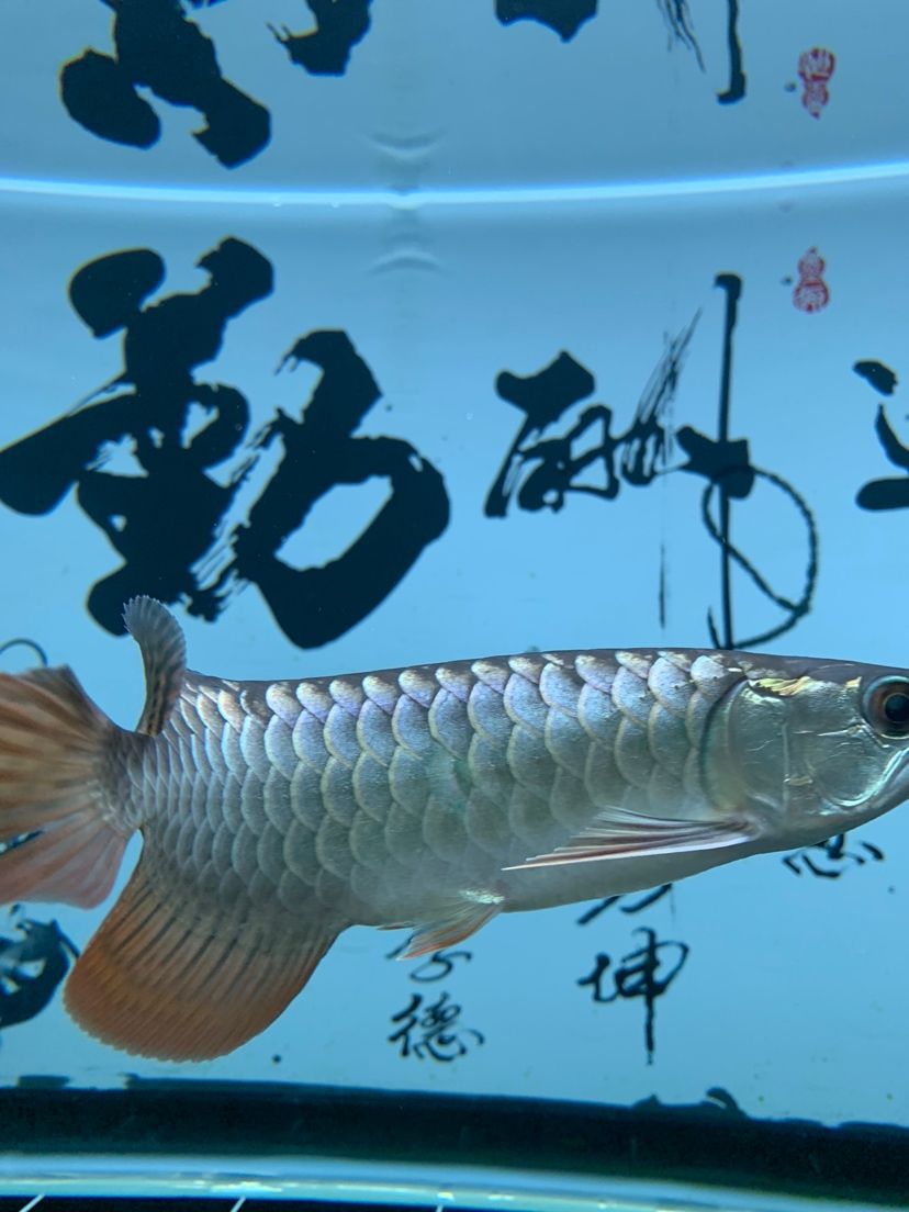 小龍cranky 圣菲埃及魚(yú) 第6張