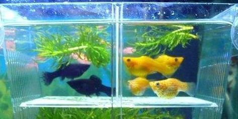 德克品牌龍魚缸的價格區(qū)間（-德克品牌龍魚缸價格區(qū)間是怎么樣的） 水族問答