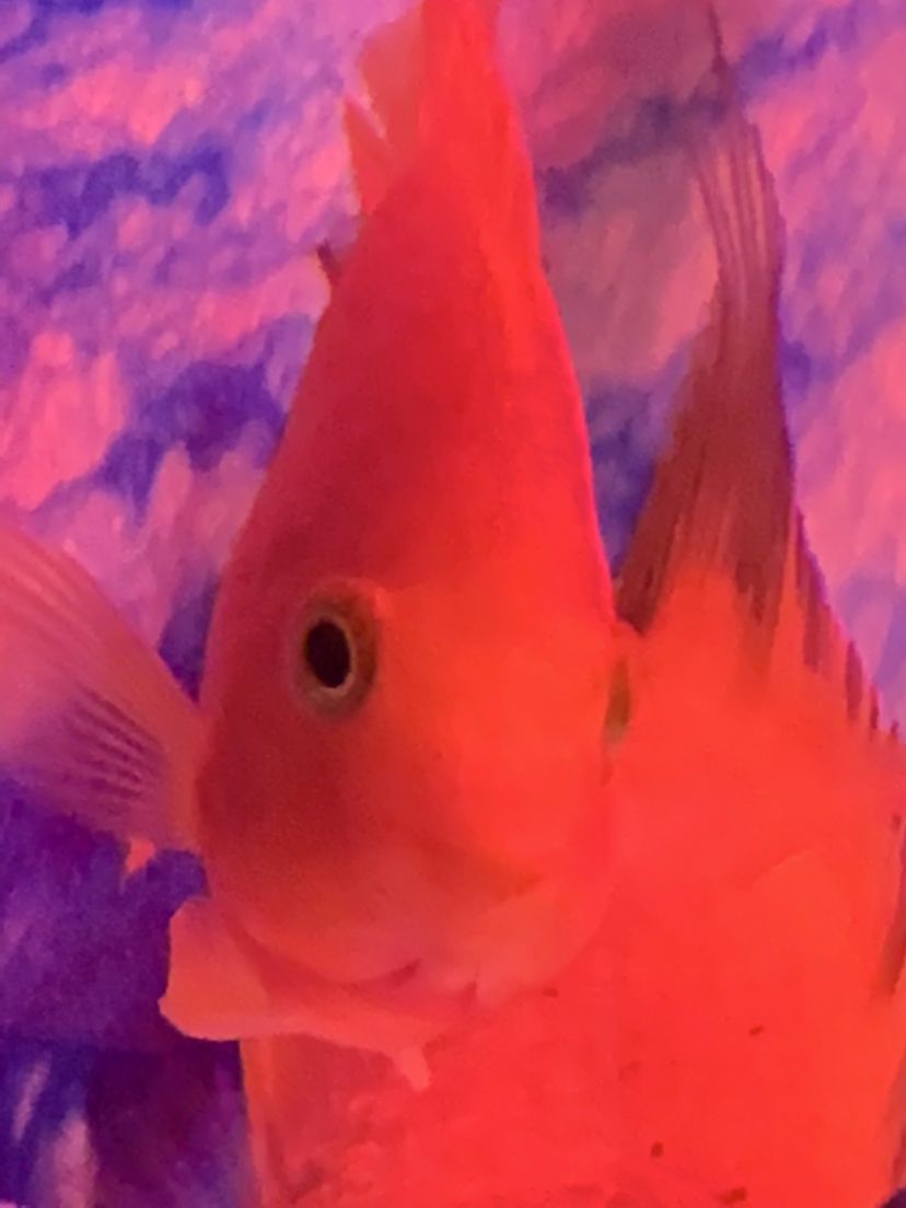 天水水族館各位大神幫忙看看這魚算不算眼突啊 黃金鴨嘴魚 第4張