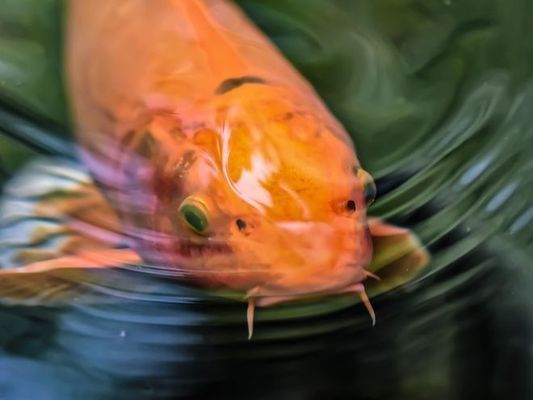 廣東錦鯉魚苗批發(fā)【錦鯉魚苗幾天能長(zhǎng)大】