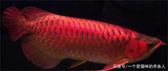 紅龍魚自然發(fā)色許多長(zhǎng)時(shí)間能長(zhǎng)大?。t龍魚的自然發(fā)色是一個(gè)較為漫長(zhǎng)的過程） 龍魚百科 第4張