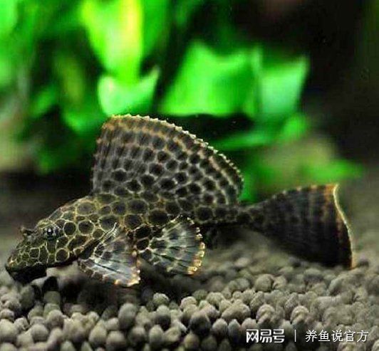 淡水冷水魚觀賞魚大全【對水質(zhì)要求低的冷水觀賞魚】