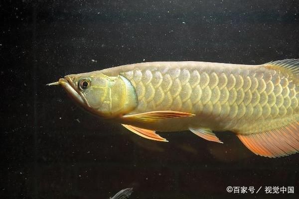 金龍魚喜歡什么樣的水質(zhì)（金龍魚喜歡的水質(zhì)條件）