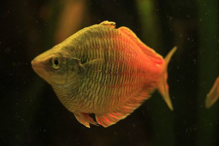 紹興水族館超黑黑彗星 斑馬狗頭魚(yú)