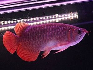 大慶水族館這樣能算得上空氣缸嗎？ 廣州觀賞魚魚苗批發(fā)市場 第2張