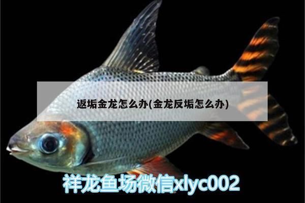 金龍魚反垢怎么處理（如何處理金龍魚反垢） 龍魚百科 第3張