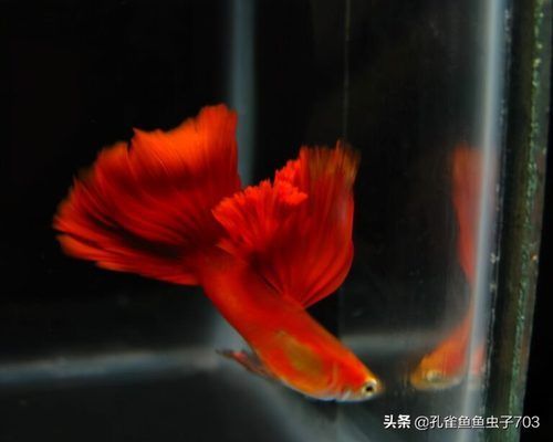 養(yǎng)紅龍魚(yú)一般正常的喂食時(shí)間