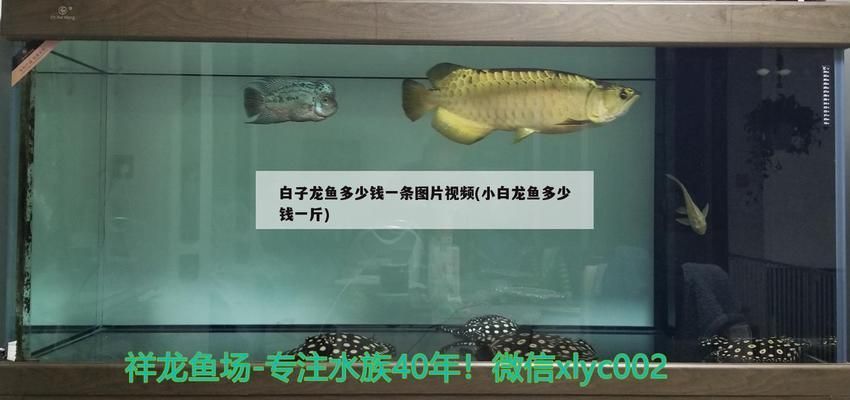 黃金雷龍魚價格表（雷龍魚市場價格走勢分析）