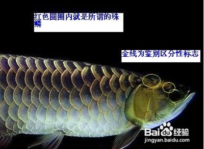 金龍魚的品種和等級區(qū)別（金龍魚的等級鑒定方法）