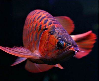 紅龍魚多少錢一條（紅龍魚價(jià)格因其品種、大小、健康狀況等因素有所不同）