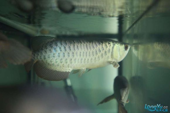 烏蘭浩特市海霸彩鰈水族館（烏蘭浩特市海霸彩鰈水族館經(jīng)營(yíng)產(chǎn)品介紹）