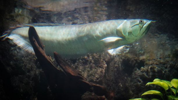 白金龍魚大概多少錢一條（白金龍魚價格昂貴且稀有且稀有的觀賞魚，如何辨別白金龍魚品相）