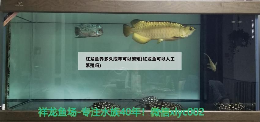 紅龍魚養(yǎng)多久成年可以繁殖（如何判斷紅龍魚性成熟）