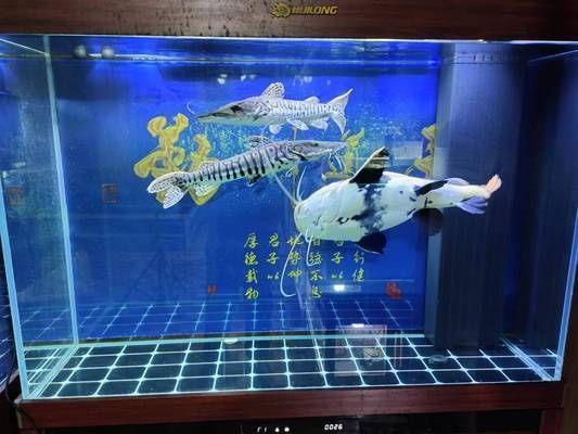 莆田水族館900元買的高背