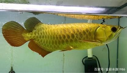 金龍魚的擺放位置在哪（如何根據(jù)八字?jǐn)[放金龍魚） 龍魚百科 第1張